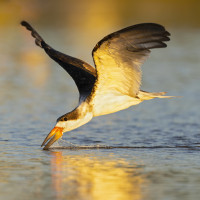 Black Skimmer